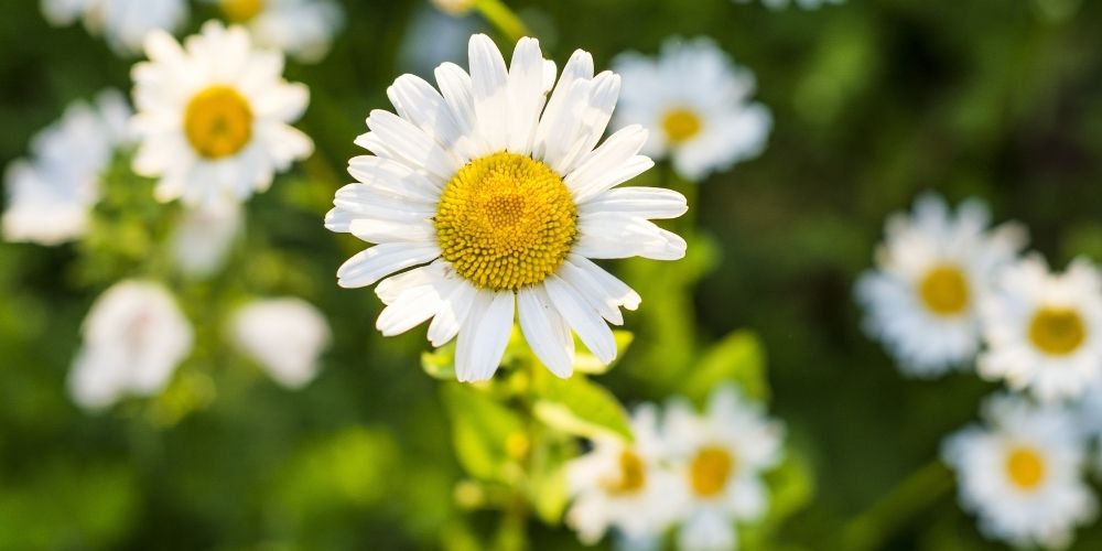 Maseczka dla blondynek