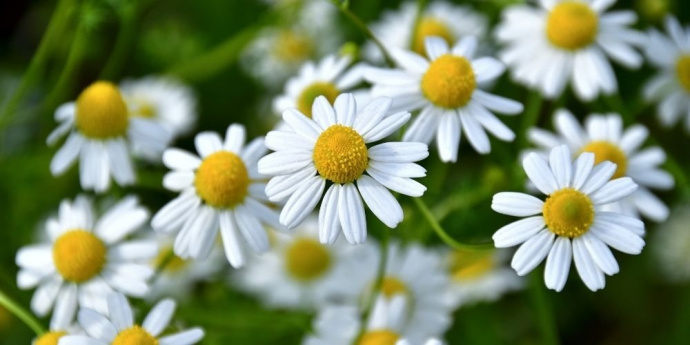 Rumianek do rozjaśniania włosów