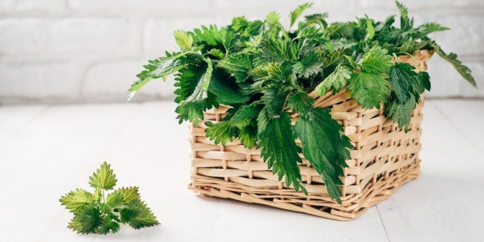 Pokrzywa dla ciemnych włosów